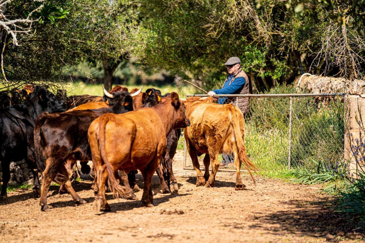 Son Menut Casa rural